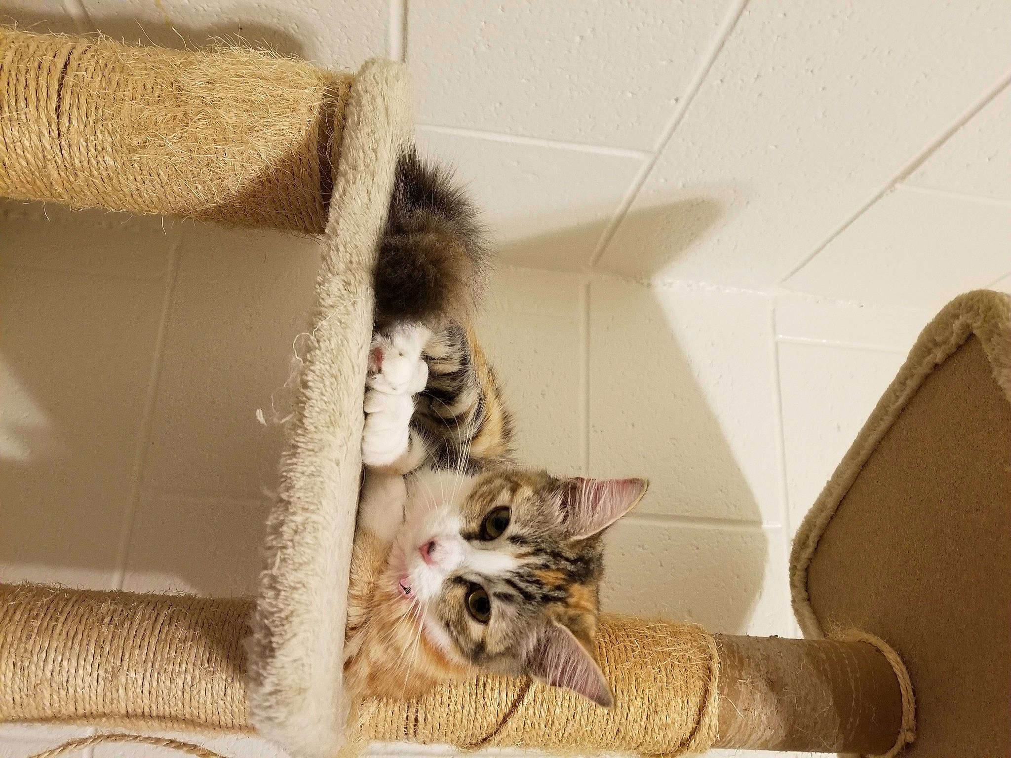 Tomacy joined the competition — help win amazing prizes! cardboard, carnivore, cat, domestic_short_haired_cat, dragon_li, european_shorthair, felidae, fur, kitten, maine_coon, munchkin, norwegian_forest_cat, polydactyl_cat, ragamuffin, small_to_medium_sized_cats, tabby_cat, tail, whiskers