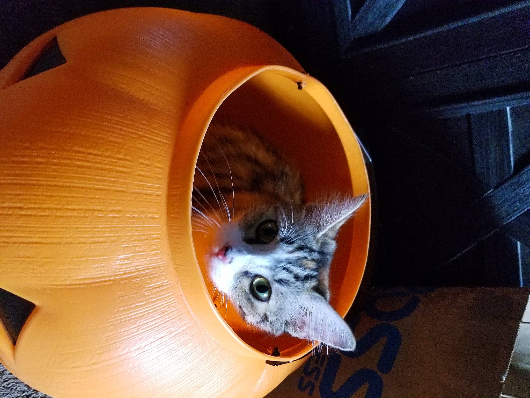 Tomacy joined the competition — help win amazing prizes! cat, felidae, small_to_medium_sized_cats, wheel, whiskers