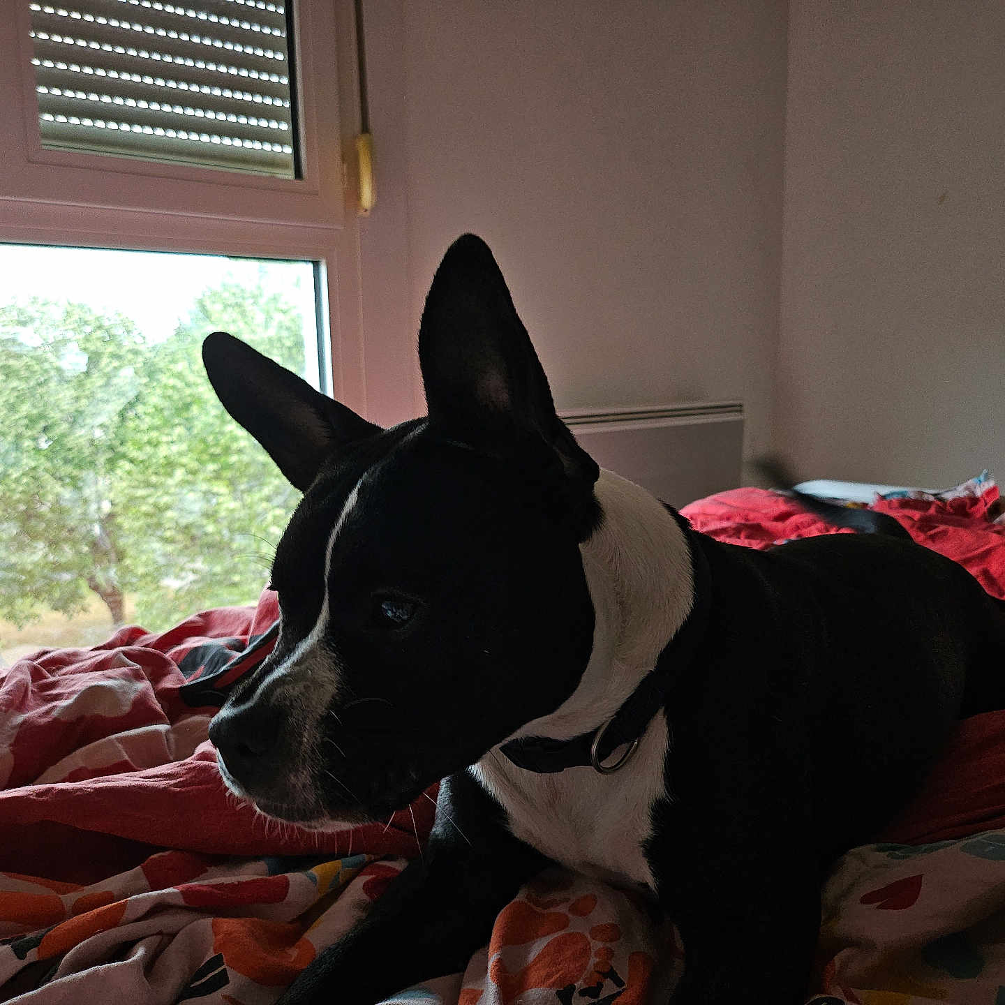 Aria a rejoint le concours — aidez-le/la à gagner de superbes lots ! dog, bed, blanket, window, indoor, black_and_white, canine, resting, collar, daylight, animal, pet, furniture, comfort, domestic, relaxing, home, profile, ears, natural_light