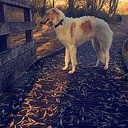 Onix a rejoint le concours — aidez-le/la à gagner de superbes lots ! autumn, borzoi, canidae, carnivore, dog, dog_breed, leaf, mammal, silken_windhound, sky, tail, tree