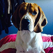 Indi participe au concours pour gagner de l'argent avec cette photo :