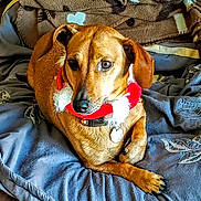 Pepper is registered to the contest to win money with this photo: animal, blanket, brown_dog, collar, couch, cozy, cute, dog, ears, eyes, festive, fur, holiday, indoor, nail, nose, paw, pet, portrait, resting