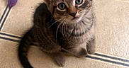 Jazmine joined the competition — help win amazing prizes! kitten, cat, tabby, pet, animal, cute, floor, tile, toy, purple, small, whiskers, ears, eyes, indoor, young, feline, playful, curious, domestic