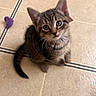 kitten, cat, tabby, pet, animal, cute, floor, tile, toy, purple, small, whiskers, ears, eyes, indoor, young, feline, playful, curious, domestic