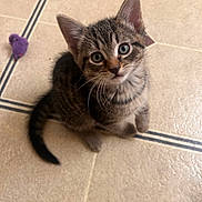 Jazmine is registered to the contest to win money with this photo: kitten, cat, tabby, pet, floor, tile, toy, mouse, animal, cute, whiskers, ears, tail, looking_up, indoor, young, playful, fur, small, domestic