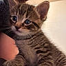 Jazmine joined the competition — help win amazing prizes! kitten, tabby, cat, pet, close_up, feline, young, cute, fur, whiskers, ears, eyes, animal, indoor, person_arm, resting, curious, soft, background, domestic
