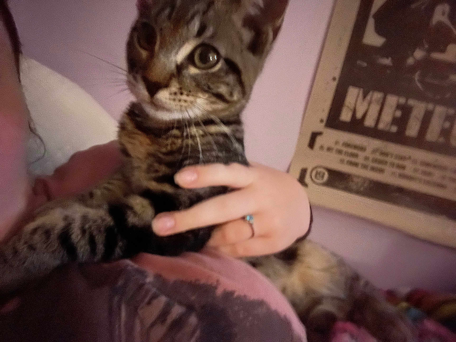 Taco is registered to the contest to win money with this photo: cat, kitten, tabby, pet, person, hand, ring, whiskers, eyes, fur, pillow, blanket, bed, indoor, poster, wall, shirt, cuddle, cozy, portrait