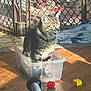 baby_gate, blanket, cat, container, ears, household_item, indoor, lego_brick, paws, pet, plastic_box, red_lego, shadow, sitting, sunlight, tabby_cat, toys, whiskers, wooden_floor, yellow_lego