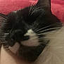 Midnight is registered to the contest to win money with this photo: animal, black_and_white, cat, close_up, cozy, cute, ear, face, feline, fur, indoor, mammal, nose, pet, relaxed, sleeping, snuggling, soft, warm, whiskers
