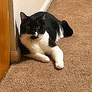 Midnight is registered to the contest to win money with this photo: baseboard, black_and_white, carpet, cat, cozy, domestic_cat, doorway, ears, fur, golden_eyes, indoor, loaf, lying_down, paws, pet, portrait, staring, tuxedo_cat, wall, whiskers