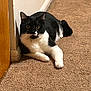 baseboard, black_and_white, carpet, cat, cozy, domestic_cat, doorway, ears, fur, golden_eyes, indoor, loaf, lying_down, paws, pet, portrait, staring, tuxedo_cat, wall, whiskers