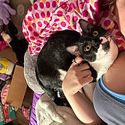 Midnight is registered to the contest to win money with this photo: cat, black_and_white, person, hand, blanket, bed, indoor, cozy, snuggling, curious, pet, fur, clothing, purple, pink, polka_dot, ring, face_partial, relaxing, home