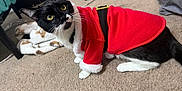 Midnight is registered to the contest to win money with this photo: animal, black_and_white_cat, blanket, carpet, cat, close_up, costume, curious, cute, domestic_cat, feline, floor, household, indoor, pet, playful, red_clothing, santa_outfit, whiskers, yellow_eyes