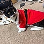 animal, black_and_white_cat, blanket, carpet, cat, close_up, costume, curious, cute, domestic_cat, feline, floor, household, indoor, pet, playful, red_clothing, santa_outfit, whiskers, yellow_eyes