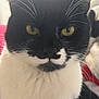 Midnight joined the competition — help win amazing prizes! black_and_white, calm, cat, close_up, curious_gaze, domestic_cat, eye_reflection, facial_markings, feline, fur, indoors, macro, mustache_marking, nose, pet, portrait, soft_fur, tuxedo_cat, whiskers, yellow_eyes
