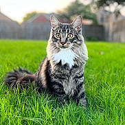 Oreo joined the competition — help win amazing prizes! cat, animal, pet, fluffy, grass, outdoor, nature, sunset, feline, portrait, whiskers, ears, yellow_eyes, tabby, fur, sitting, backyard, green, soft_light, cute