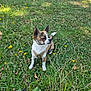 dog, small_dog, brindle, white_fur, harness, leash, grass, wildflowers, yellow_flowers, pink_flowers, outdoor, nature, sunlight, sitting, pet, canine, field, greenery, daylight, animal