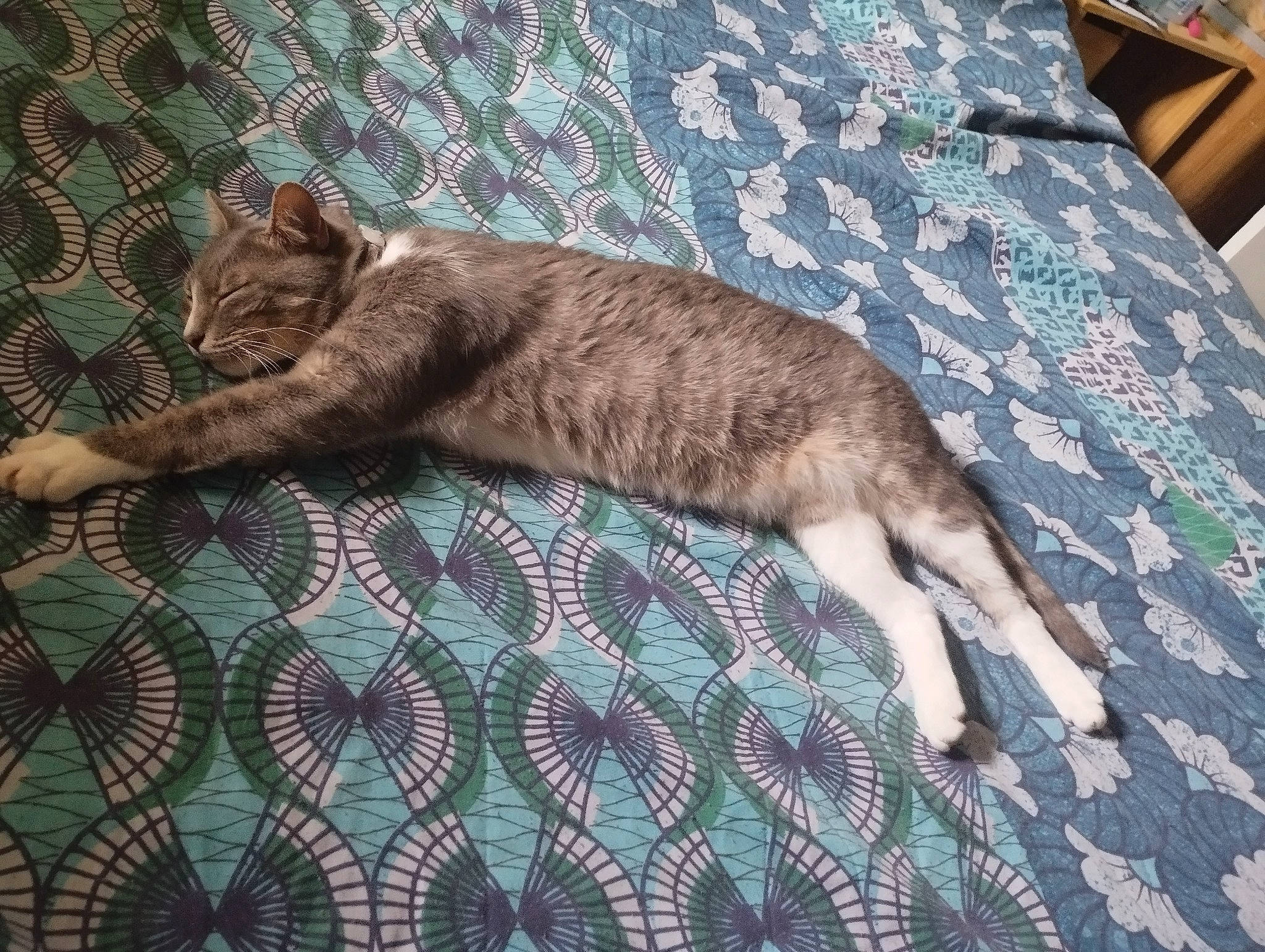 Néa a rejoint le concours — aidez-le/la à gagner de superbes lots ! carnivore, cat, claw, comfort, domestic_short_haired_cat, felidae, flooring, fur, hardwood, linens, nap, pattern, rug, small_to_medium_sized_cats, tail, terrestrial_animal, textile, tree, whiskers, wood