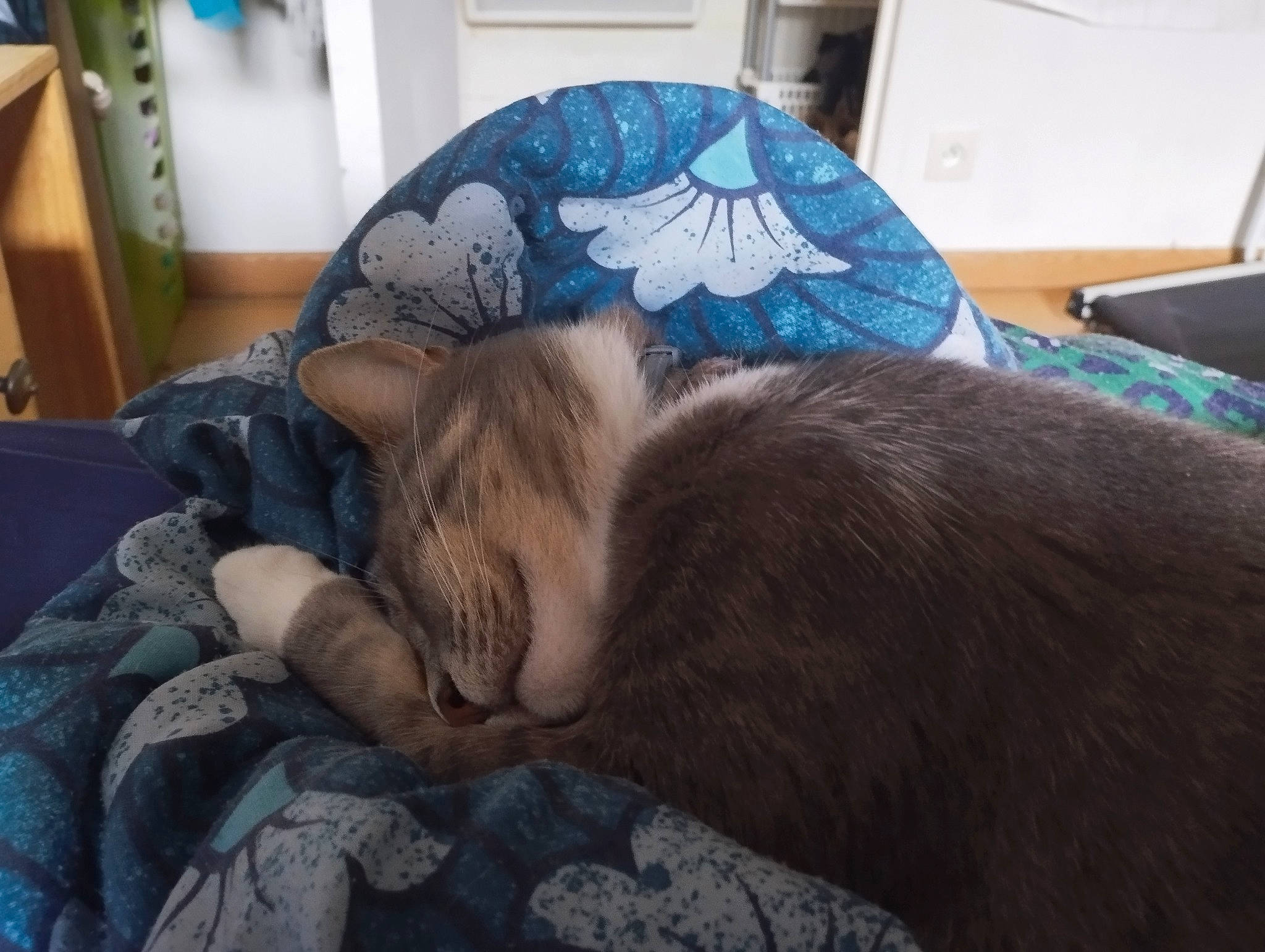 Néa a rejoint le concours — aidez-le/la à gagner de superbes lots ! bed, bedding, carnivore, cat, comfort, companion_dog, dog_breed, domestic_short_haired_cat, fashion_accessory, felidae, fur, lamp, linens, liver, nap, room, small_to_medium_sized_cats, tail, umbrella, whiskers