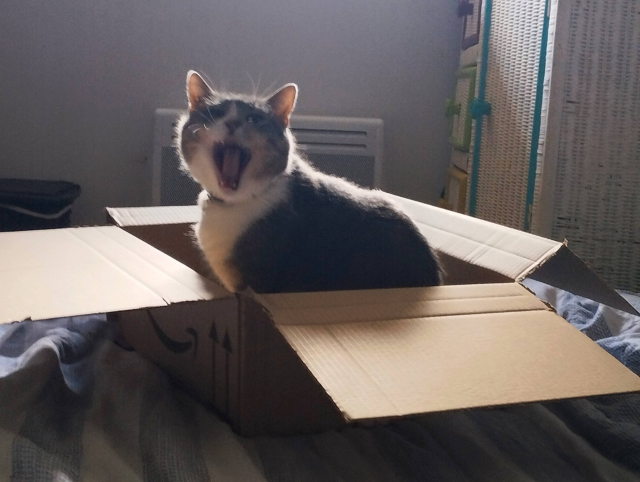 Néa a rejoint le concours — aidez-le/la à gagner de superbes lots ! box, carnivore, cat, comfort, desk, domestic_short_haired_cat, felidae, floor, flooring, fur, grey, hardwood, metal, rectangle, room, small_to_medium_sized_cats, table, tail, whiskers, wood