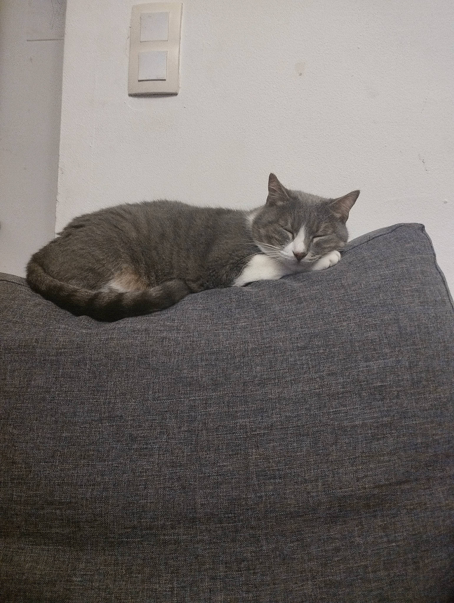 Néa participe au concours pour gagner de l'argent avec cette photo : bedding, black_cat, carnivore, cat, comfort, domestic_short_haired_cat, felidae, flooring, fur, grey, linens, paw, room, sitting, small_to_medium_sized_cats, snout, tail, whiskers, window, wood