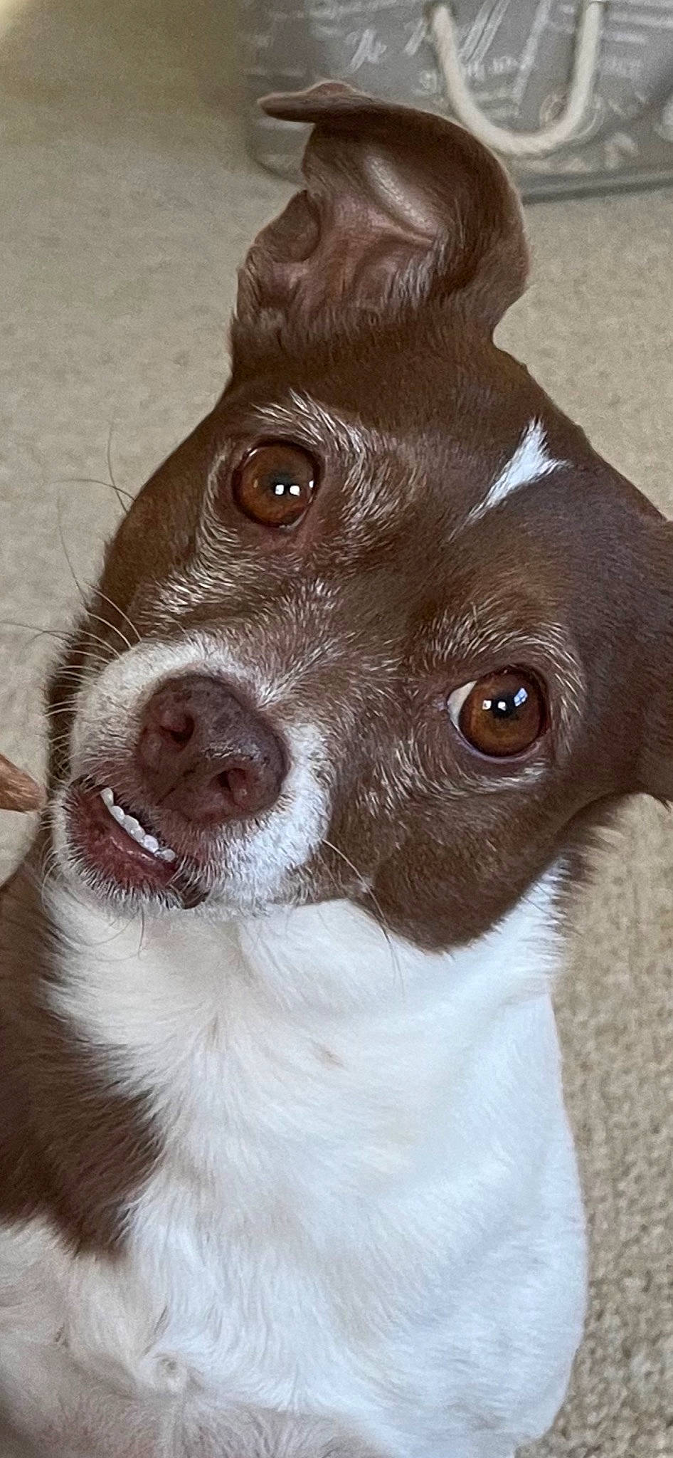 Lacey Rose joined the competition — help win amazing prizes! canidae, carnivore, close_up, companion_dog, dog, dog_breed, eye, fawn, fur, gun_dog, hunting_dog, liver, snout, sporting_group, terrestrial_animal, whiskers, working_animal