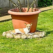 Upsa a rejoint le concours — aidez-le/la à gagner de superbes lots ! dog, small_dog, outdoor, garden, grass, plant, flower_pot, terracotta_pot, rocks, sunlight, greenery, leafy_plant, pet, animal, relaxed, daylight, nature, yard, fence, shadow