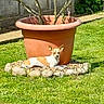 dog, small_dog, outdoor, garden, grass, plant, flower_pot, terracotta_pot, rocks, sunlight, greenery, leafy_plant, pet, animal, relaxed, daylight, nature, yard, fence, shadow