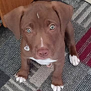 Rose is registered to the contest to win money with this photo: animal, blue_eyes, brown, carpet, collar, cute, dog, ears, floor, furniture, home, indoor, looking_up, nose, pet, puppy, tag, whiskers, white_paws, young_dog