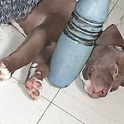 Rose is registered to the contest to win money with this photo: puppy, dog, sleeping, brown, white_paws, floor, tile, resting, metal_pipe, indoors, closeup, paw, cute, pet, animal, young, cozy, relaxation, quiet, calm