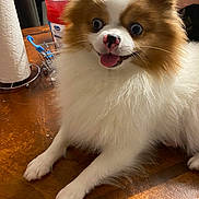 Pikachu joined the competition — help win amazing prizes! dog, fluffy, table, wooden_surface, pet, indoor, brown_and_white, tongue_out, happy, small_dog, household_items, paper_towel, bottle, close_up, cute, animal, domestic, fur, nose, eyes