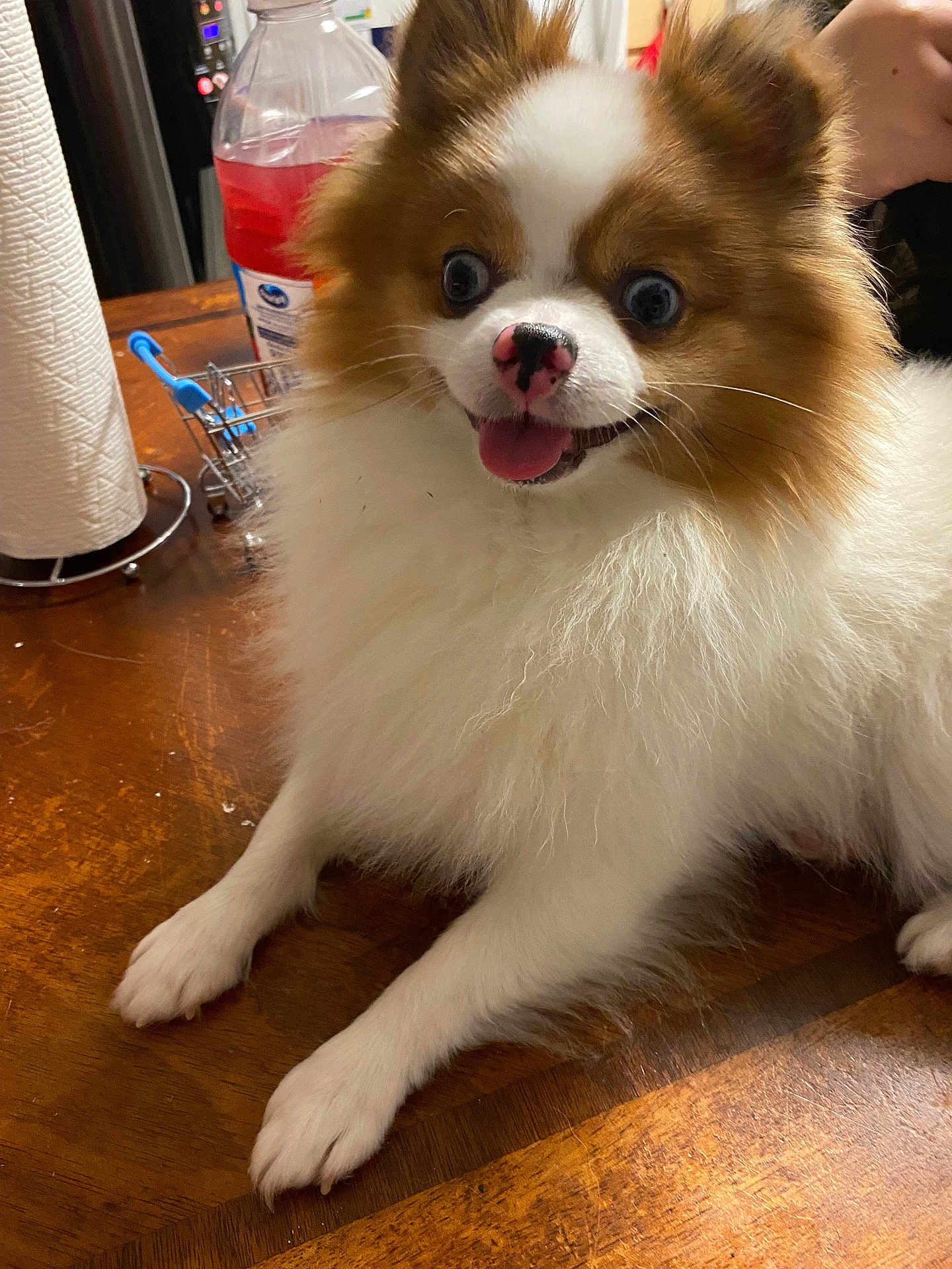 Pikachu joined the competition — help win amazing prizes! dog, fluffy, table, wooden_surface, pet, indoor, brown_and_white, tongue_out, happy, small_dog, household_items, paper_towel, bottle, close_up, cute, animal, domestic, fur, nose, eyes