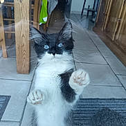 Touffu a rejoint le concours — aidez-le/la à gagner de superbes lots ! abyssinian, accessories, adult, animal, cat, flagstone, hardwood, indoors, kitten, male, man, manx, path, person, pet, plywood, slate, tile, walkway, wood