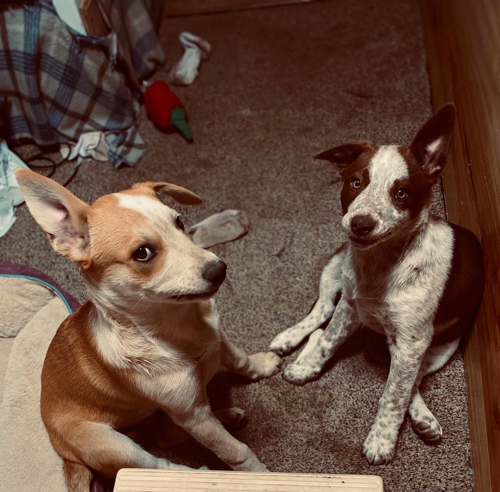 Sophie joined the competition — help win amazing prizes! canidae, carnivore, chihuahua, companion_dog, dog, dog_breed, fawn, flooring, fur, liver, paw, photo_caption, puppy, snout, sporting_group, street_dog, tail, toy_dog, whiskers, working_animal