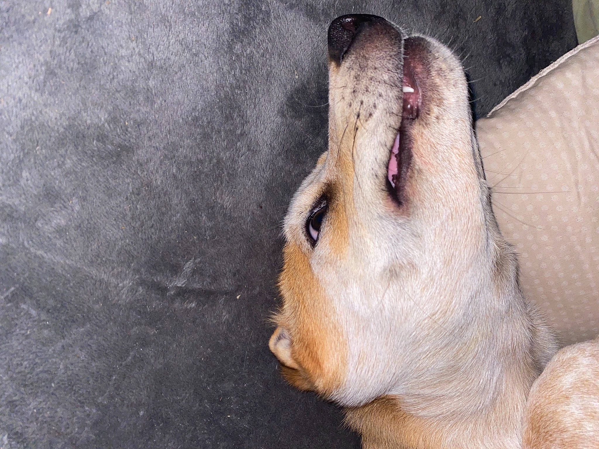 Sophie is registered to the contest to win money with this photo: big_cats, carnivore, companion_dog, dog_breed, fang, fawn, felidae, foot, fur, fur_seal, lion, paw, seal, snout, sporting_group, steller_sea_lion, terrestrial_animal, whiskers, wildlife, yawn