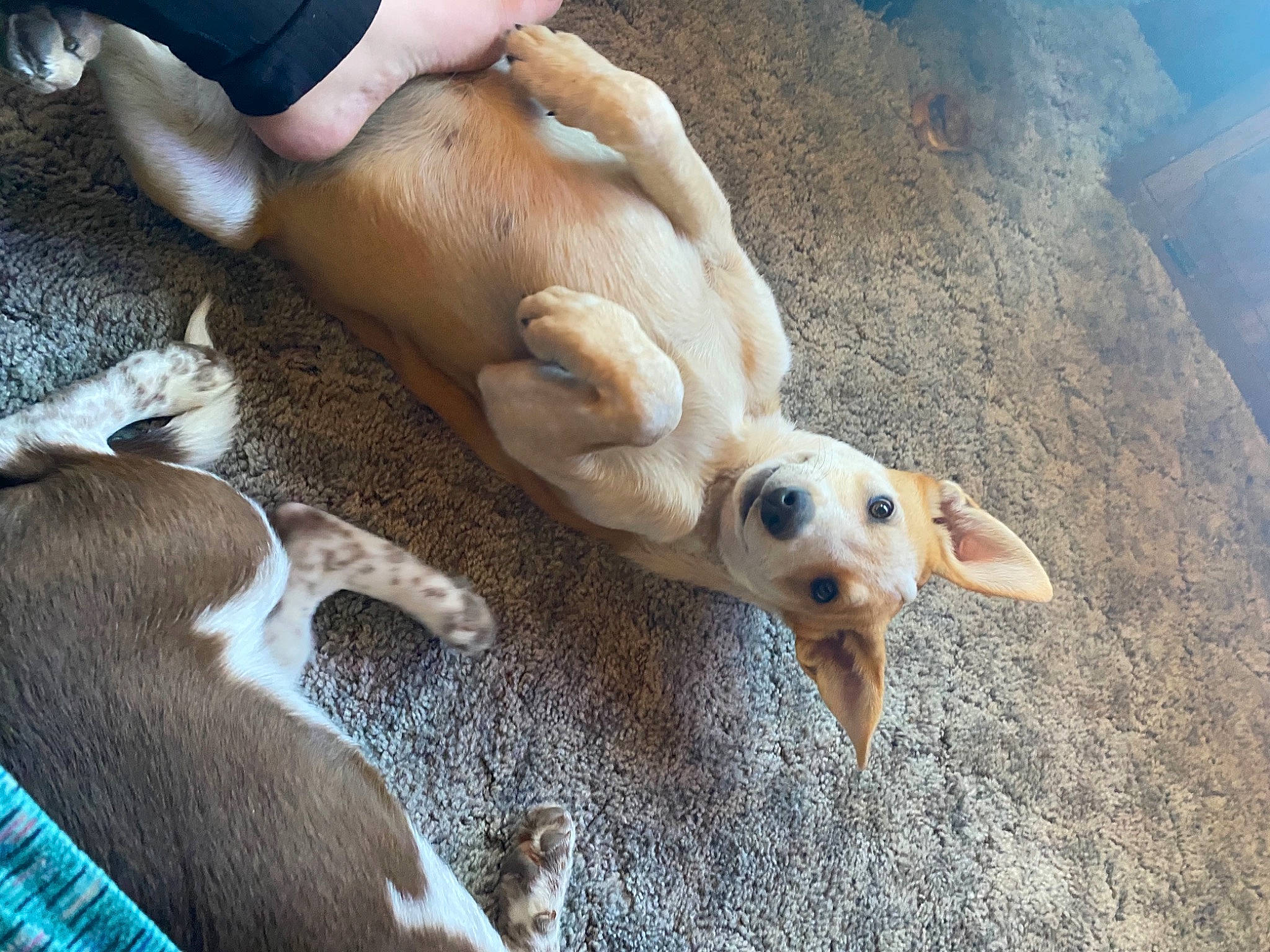 Sophie joined the competition — help win amazing prizes! canidae, carnivore, comfort, companion_dog, dog, dog_breed, fawn, fur, paw, retriever, sand, seabird, snout, sporting_group, street_dog, tail, terrestrial_animal, wildlife, wood, working_animal