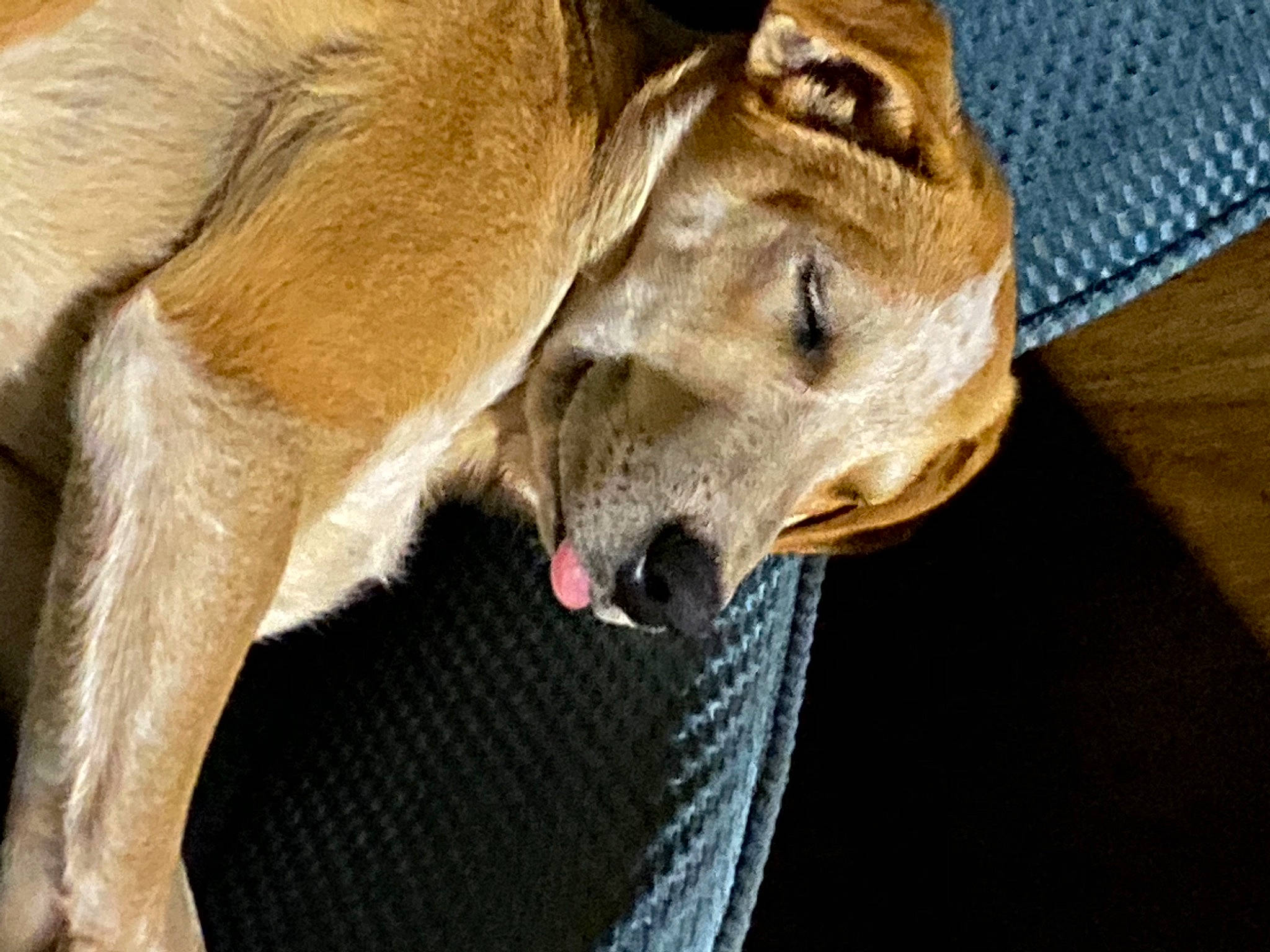 Sophie is registered to the contest to win money with this photo: canidae, canis, carnivore, collar, companion_dog, dog, dog_breed, fawn, fur, guard_dog, jaw, non_sporting_group, sighthound, snout, sporting_group, street_dog, terrestrial_animal, whiskers, wildlife, working_animal