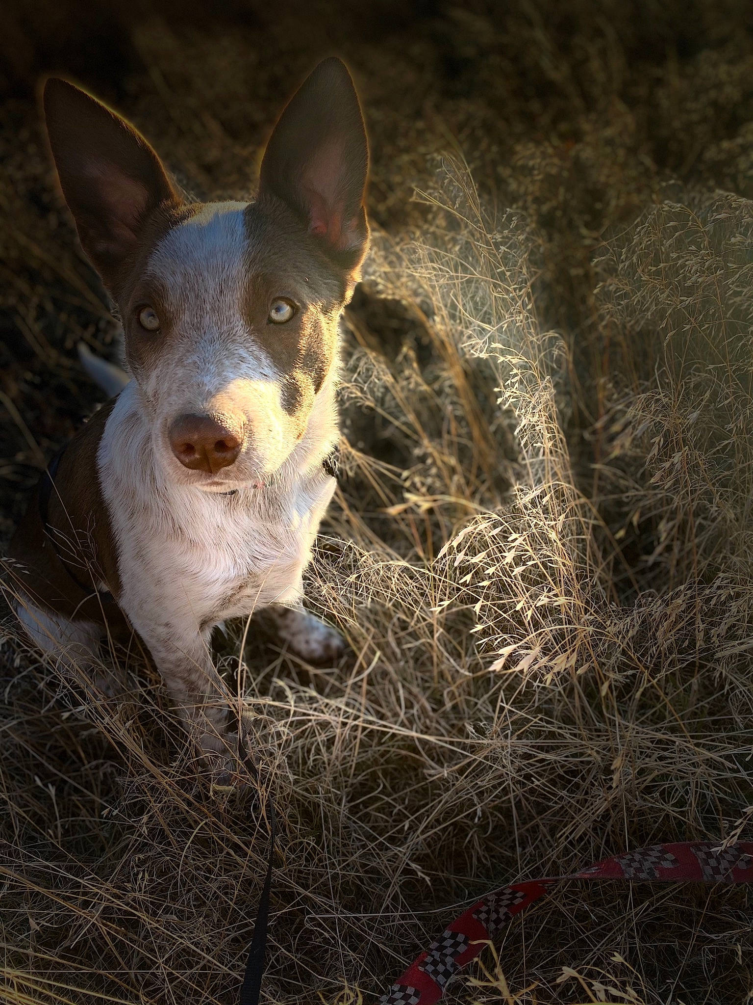 Ella is registered to the contest to win money with this photo: canidae, carnivore, companion_dog, darkness, dog, dog_breed, eye, fawn, flash_photography, grass, human_leg, livestock, plant, snout, soil, sporting_group, terrestrial_animal, whiskers, wildlife, working_animal