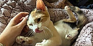 Moggy is registered to the contest to win money with this photo: animal, blanket, calico, cat, cozy, cute, domestic, fur, hand, indoor, kitten, paw, pet, petting, playful, relaxed, sleepy, textured_blanket, tongue_out, winking
