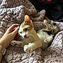 animal, blanket, calico, cat, cozy, cute, domestic, fur, hand, indoor, kitten, paw, pet, petting, playful, relaxed, sleepy, textured_blanket, tongue_out, winking