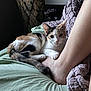 Moggy joined the competition — help win amazing prizes! animal, bed, blanket, calico_cat, cat, chair, comfort, cozy, domestic_animal, foot, fur, furniture, human_leg, indoor, paw, person, pet, relaxing, resting, sleepy