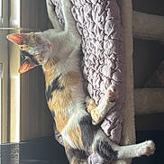 Moggy is registered to the contest to win money with this photo: animal, calico_cat, cat, cozy, cushion, cute, feline, fur, home, indoor, paw, pet, purple, relaxed, resting, sleeping, soft, stretching, sunlight, window