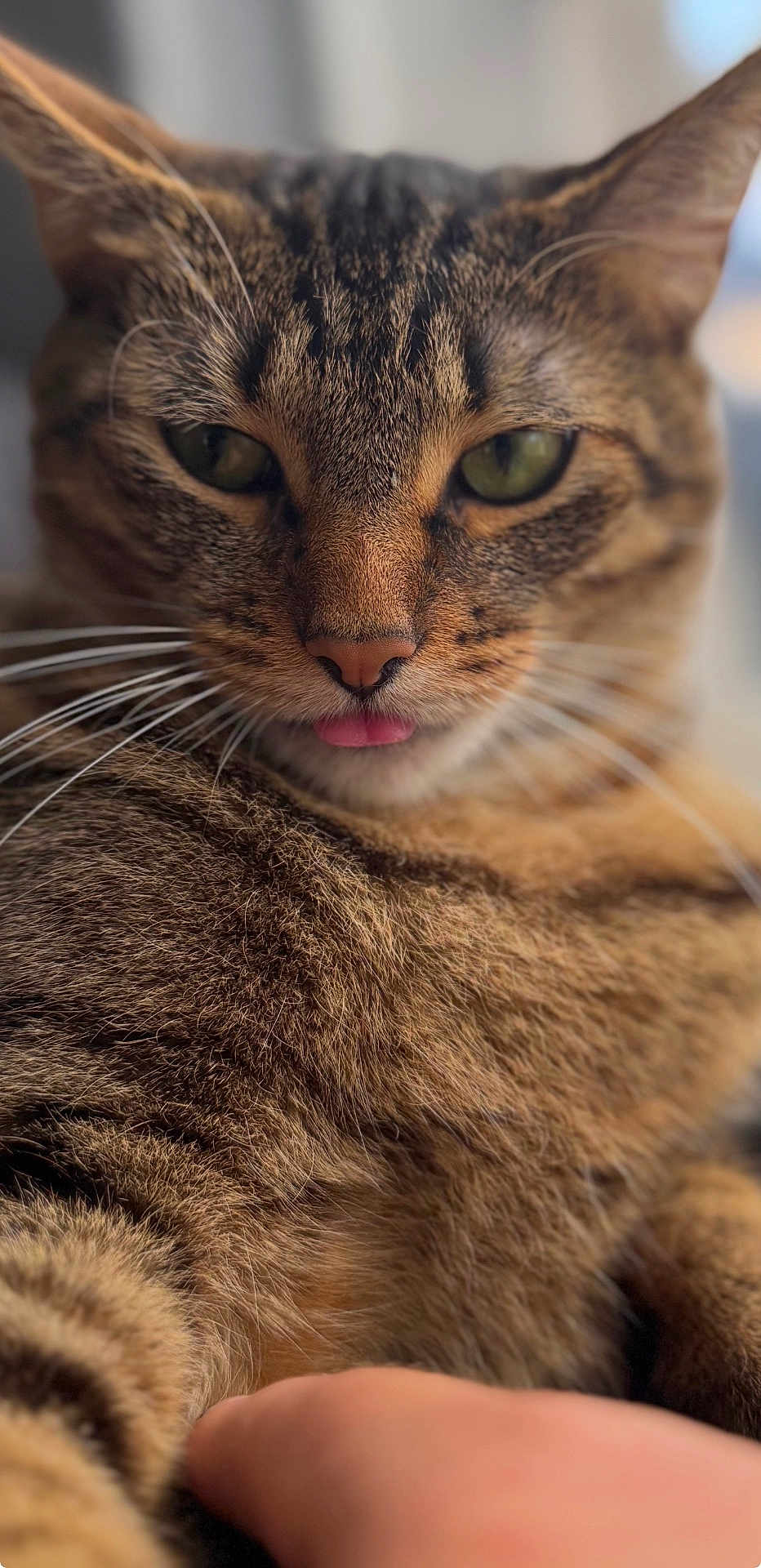 Meeka is registered to the contest to win money with this photo: cat, tabby_cat, close_up, tongue_out, whiskers, fur, pet, animal, cute, relaxed, indoor, portrait, mammal, feline, eyes, nose, paw, soft_light, shallow_depth_of_field, domestic_cat