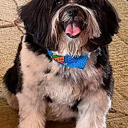 Pebbles is registered to the contest to win money with this photo: animal, bandana, black_and_white, canine, carpet, companion, cute, dog, domestic, fluffy, friendly, fur, happy, indoor, pet, portrait, sitting, small_dog, smiling, tongue_out