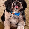 animal, bandana, black_and_white, canine, carpet, companion, cute, dog, domestic, fluffy, friendly, fur, happy, indoor, pet, portrait, sitting, small_dog, smiling, tongue_out