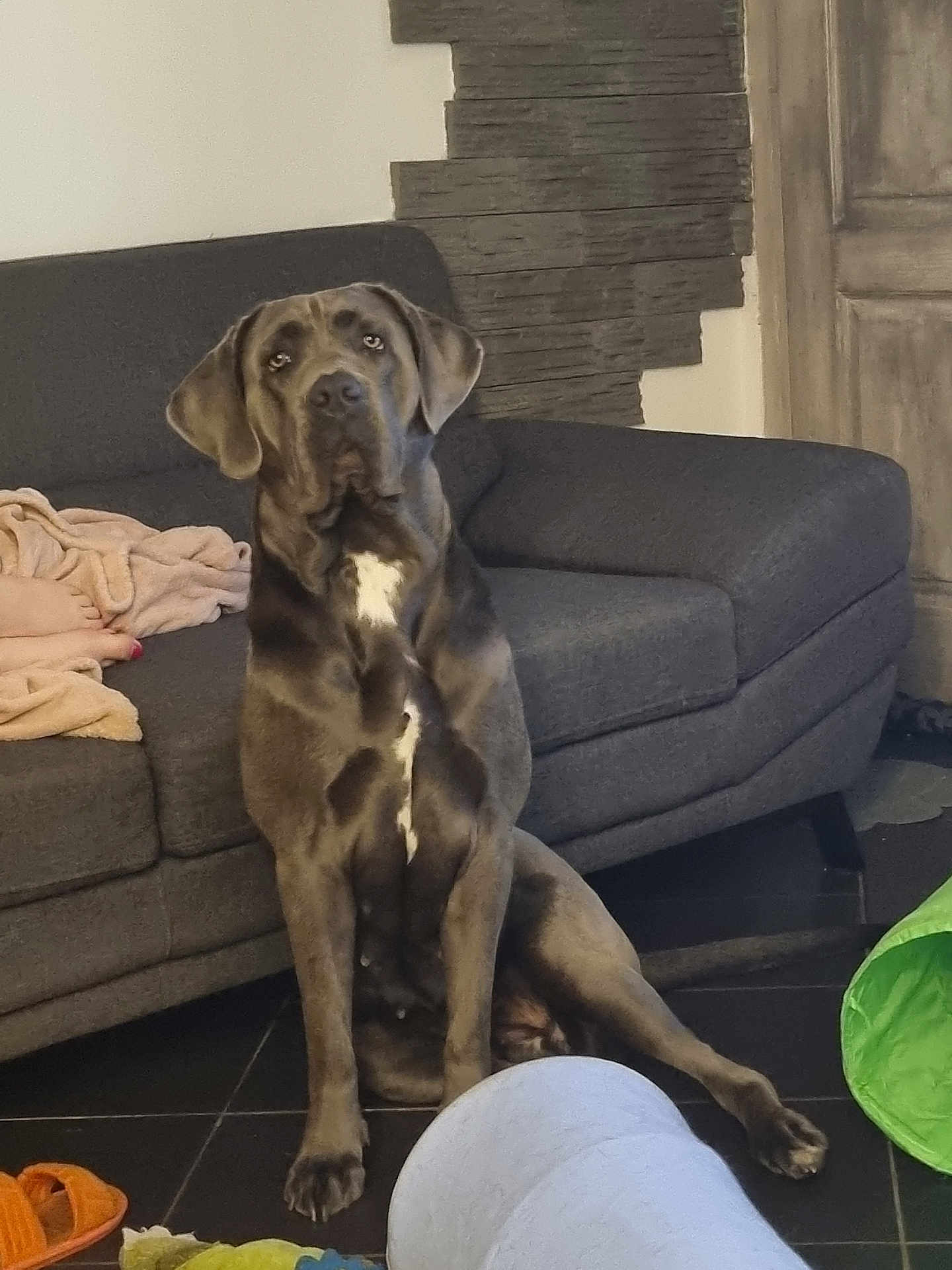 Tess a rejoint le concours — aidez-le/la à gagner de superbes lots ! dog, indoor, couch, blanket, floor, tile, door, wall, furniture, pet, animal, large_dog, sitting, brown_dog, white_patch, person_feet, toy, slippers, home, relaxed