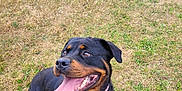 Kiana is registered to the contest to win money with this photo: alert, animal, black, brown, canine, collar, daylight, dog, fur, grass, happy, mammal, nature, outdoor, pet, playful, rottweiler, sitting, summer, tongue