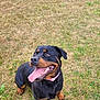 alert, animal, black, brown, canine, collar, daylight, dog, fur, grass, happy, mammal, nature, outdoor, pet, playful, rottweiler, sitting, summer, tongue