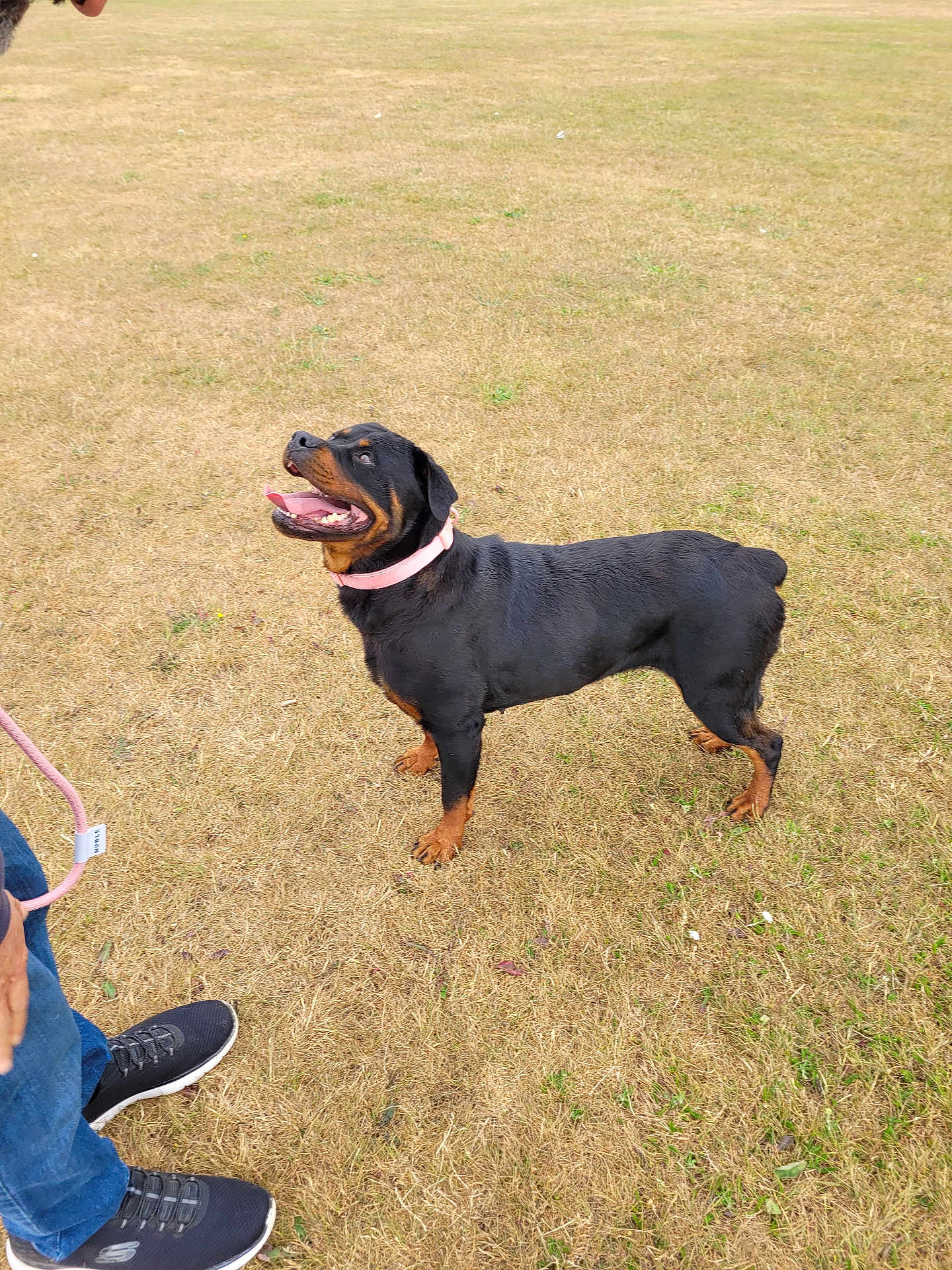 Kiana joined the competition — help win amazing prizes! animal, black, brown, canine, collar, dog, footwear, grass, happy, jeans, leash, nature, outdoor, panting, person, pet, playful, rottweiler, sneakers, standing