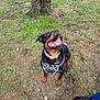Kiana is registered to the contest to win money with this photo: animal, canine, collar, daytime, dog, ears, grass, happy, harness, looking_up, muzzle, nature, outdoor, paw, person, pet, rottweiler, shoe, sneaker, tree